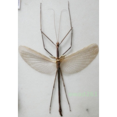 Phasma2 sp. Indonesia, Irian Is +120mm